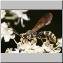 Exenterus amictorius - Schlupfwespe - Parasite of Diprion pini 088d 11mm-fdet02.jpg